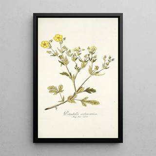 Nikolaus Joseph Freiherr von Jacquin - Potentilla astracanica.webp