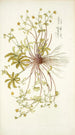 Potentilla opaca - Nikolaus Joseph Freiherr von Jacquin — artwork view