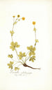 Potentilla salisburgensis - Nikolaus Joseph Freiherr von Jacquin — artwork view
