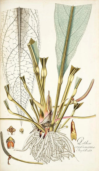 Nikolaus Joseph Freiherr von Jacquin - Pothos crassinervia.webp