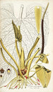 Pothos grandifolia - Nikolaus Joseph Freiherr von Jacquin — artwork view