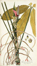 Pothos palmata - Nikolaus Joseph Freiherr von Jacquin — artwork view