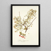 Prunus chamaecerasus - Nikolaus Joseph Freiherr von Jacquin — framed artwork on a wall