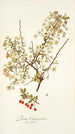 Prunus chamaecerasus - Nikolaus Joseph Freiherr von Jacquin — artwork view