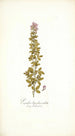 Psoralea bipedunculata - Nikolaus Joseph Freiherr von Jacquin — artwork view