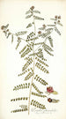 Psoralea phymatodes - Nikolaus Joseph Freiherr von Jacquin — artwork view