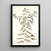 Psoralea phymatodes - Nikolaus Joseph Freiherr von Jacquin — framed artwork on a wall