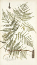 Pteris caudata - Nikolaus Joseph Freiherr von Jacquin — artwork view