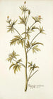 Ranunculus canadensis - Nikolaus Joseph Freiherr von Jacquin — artwork view