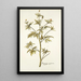 Ranunculus canadensis - Nikolaus Joseph Freiherr von Jacquin — framed artwork on a wall