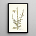 Reseda fruticolosa - Nikolaus Joseph Freiherr von Jacquin — framed artwork on a wall