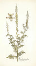 Reseda fruticolosa - Nikolaus Joseph Freiherr von Jacquin — artwork view
