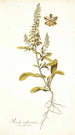 Reseda mediterranea - Nikolaus Joseph Freiherr von Jacquin — artwork view