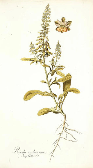 Nikolaus Joseph Freiherr von Jacquin - Reseda mediterranea.webp