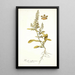 Reseda mediterranea - Nikolaus Joseph Freiherr von Jacquin — framed artwork on a wall