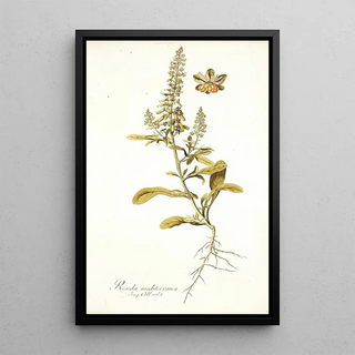 Nikolaus Joseph Freiherr von Jacquin - Reseda mediterranea.webp