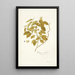 Rhamnus volubilis - Nikolaus Joseph Freiherr von Jacquin — framed artwork on a wall