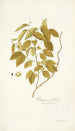 Rhamnus volubilis - Nikolaus Joseph Freiherr von Jacquin — artwork view