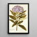 Rhododendron ponticum - Nikolaus Joseph Freiherr von Jacquin — framed artwork on a wall