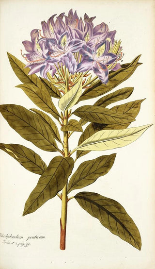 Nikolaus Joseph Freiherr von Jacquin - Rhododendron ponticum.webp