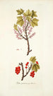 Ribes petraeum - Nikolaus Joseph Freiherr von Jacquin — artwork view
