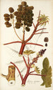 Ricinus inermis - Nikolaus Joseph Freiherr von Jacquin — artwork view