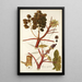 Ricinus inermis - Nikolaus Joseph Freiherr von Jacquin — framed artwork on a wall