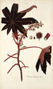 Ricinus lividus - Nikolaus Joseph Freiherr von Jacquin — artwork view