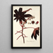 Ricinus lividus - Nikolaus Joseph Freiherr von Jacquin — framed artwork on a wall