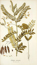 Robinia vesicaria - Nikolaus Joseph Freiherr von Jacquin — artwork view