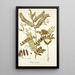 Robinia vesicaria - Nikolaus Joseph Freiherr von Jacquin — framed artwork on a wall
