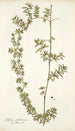 Rubia fruticosa - Nikolaus Joseph Freiherr von Jacquin — artwork view