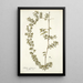 Rubia fruticosa - Nikolaus Joseph Freiherr von Jacquin — framed artwork on a wall