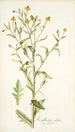 Rudbeckia alata - Nikolaus Joseph Freiherr von Jacquin — artwork view