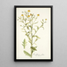 Rudbeckia alata - Nikolaus Joseph Freiherr von Jacquin — framed artwork on a wall
