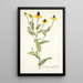 Rudbeckia amplexifolia - Nikolaus Joseph Freiherr von Jacquin — framed artwork on a wall