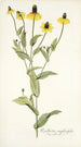 Rudbeckia amplexifolia - Nikolaus Joseph Freiherr von Jacquin — artwork view