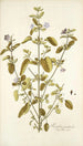 Ruellia patula - Nikolaus Joseph Freiherr von Jacquin — artwork view