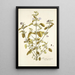 Ruellia patula - Nikolaus Joseph Freiherr von Jacquin — framed artwork on a wall