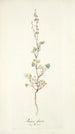 Rumex glaucus - Nikolaus Joseph Freiherr von Jacquin — artwork view