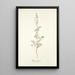 Rumex glaucus - Nikolaus Joseph Freiherr von Jacquin — framed artwork on a wall