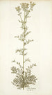 Ruta legitima - Nikolaus Joseph Freiherr von Jacquin — artwork view