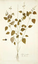 Salvia serotina - Nikolaus Joseph Freiherr von Jacquin — artwork view