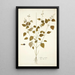 Salvia serotina - Nikolaus Joseph Freiherr von Jacquin — framed artwork on a wall