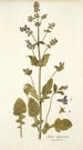Salvia abyssinica - Nikolaus Joseph Freiherr von Jacquin — artwork view