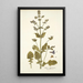 Salvia abyssinica - Nikolaus Joseph Freiherr von Jacquin — framed artwork on a wall