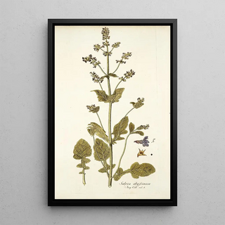 Nikolaus Joseph Freiherr von Jacquin - Salvia abyssinica.webp