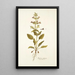 Salvia spinosa - Nikolaus Joseph Freiherr von Jacquin — framed artwork on a wall