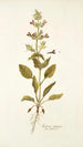 Salvia spinosa - Nikolaus Joseph Freiherr von Jacquin — artwork view
