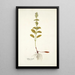Salvia viridis - Nikolaus Joseph Freiherr von Jacquin — framed artwork on a wall